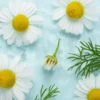 Chamomile flower