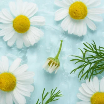 Chamomile flower