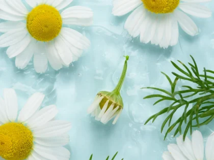 Chamomile flower